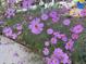 Lovely pink Cosmos blooming in a well maintained flower bed at 1744 S Leyden St, Denver, CO 80224