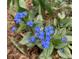 Closeup of a small bunch of tiny blue flowers at 1744 S Leyden St, Denver, CO 80224