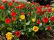 A bright collection of red and yellow tulips at 1744 S Leyden St, Denver, CO 80224
