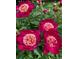 Vibrant pink peony flowers with lush green foliage at 1744 S Leyden St, Denver, CO 80224
