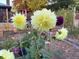 Beautiful garden showcases vibrant yellow dahlia flowers at 1744 S Leyden St, Denver, CO 80224
