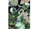 A verdant garden with ripening melon at 1744 S Leyden St, Denver, CO 80224