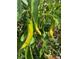 Eye-catching garden featuring banana peppers and lush foliage at 1744 S Leyden St, Denver, CO 80224