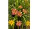 Lush garden view with colorful pink and yellow flowers in full bloom at 1744 S Leyden St, Denver, CO 80224