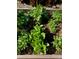 Garden bed with freshly grown Romaine Lettuce at 1744 S Leyden St, Denver, CO 80224
