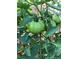 Healthy tomato plant with unripe tomatoes at 1744 S Leyden St, Denver, CO 80224