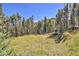Spacious backyard with mature trees, providing privacy and a natural setting at 32252 Steven Way, Conifer, CO 80433