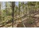 Scenic hiking trail surrounded by lush green trees and natural landscapes at 12191 Tecumseh Trl, Conifer, CO 80433