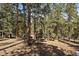 View of a property surrounded by tall, mature trees, providing privacy and a sense of seclusion at 28539 Douglas Park Rd, Evergreen, CO 80439