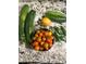 Freshly picked zucchini, cucumbers, tomatoes, and jalapenos at 2855 Albion St, Denver, CO 80207