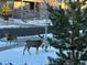 Deer spotted in a snow-covered neighborhood, blending with the winter landscape for a charming scene at 8153 S Ider Ct, Aurora, CO 80016