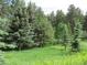 Lush green yard with mature evergreen trees, complemented by a rustic wooden fence and a serene natural setting at 23136 Kiowa Rd, Indian Hills, CO 80454