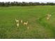 Herd of deer in a large open grass field at 1752 Private Road 130, Elizabeth, CO 80107