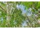 Upward view through tall aspen trees with lush green leaves, creating a canopy against the bright blue sky at 1324 Virginia St, Idaho Springs, CO 80452
