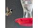 Hummingbird feeding from a vibrant red feeder at 5384 Olde Stage Rd, Boulder, CO 80302