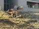 Deer in front of the building in a grassy area on a sunny day at 23634 Pondview Pl # B, Golden, CO 80401