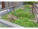 Charming fenced-in garden with raised beds filled with vegetables and herbs, perfect for gardening enthusiasts at 11880 W 38Th Pl, Wheat Ridge, CO 80033