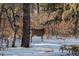 Deer standing in a snowy wooded area with bare trees and sunlight filtering through the branches at 9142 Warriors Mark Dr, Franktown, CO 80116