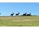 Scenic shot of grazing elk in a field with clear blue skies, showcasing the property's natural surroundings at 5668 Shadescale Way, Castle Rock, CO 80104