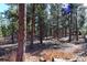 View of wooded property with evergreens, trees, and fallen pine needles at 7076 Boreas Rd, Larkspur, CO 80118