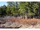 View of wooded property with evergreens, trees, and shrubbery at 7076 Boreas Rd, Larkspur, CO 80118