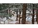 Multiple deer on the wooded lot covered in snow in the distance at 7076 Boreas Rd, Larkspur, CO 80118