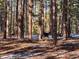Beautiful wooded lot with pines and a deer walking across the lot at 7076 Boreas Rd, Larkspur, CO 80118