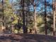 Yard with lush pines and deer grazing on the lot at 7076 Boreas Rd, Larkspur, CO 80118