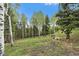 A captivating, heavily treed lot with abundant foliage under a bright blue sky provides serene privacy at 11222 Conifer Mountain Rd, Conifer, CO 80433