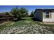 View of a backyard featuring a tree, a fenced-in yard, and a well-maintained lawn at 233 Cherokee Ct, Brighton, CO 80603