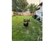 Lush backyard featuring a grassy area and chickens foraging in the garden at 2572 Chase St, Edgewater, CO 80214