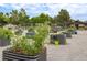 Community garden with several raised garden beds and green plants at 8463 Everett Way # B, Arvada, CO 80005