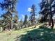 Lush greenery and tall pine trees on this expansive, sunny property under a clear blue sky at 4574 Picutis Rd, Indian Hills, CO 80454
