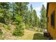 Backyard view showing mature trees and a storage shed, offering a private and serene outdoor space at 10090 Blue Sky Trl, Conifer, CO 80433