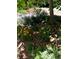 Landscaping with a large tree, flowers, and various greenery at 377 S Grant St, Denver, CO 80209