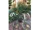 Landscaping with a variety of flowers and rocks with a lush garden feel at 377 S Grant St, Denver, CO 80209