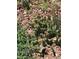 Close-up of landscaping featuring lush cactus and red decorative rock at 377 S Grant St, Denver, CO 80209