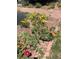 Landscaping with colorful orange and yellow flowers, including cactus, in the front yard at 377 S Grant St, Denver, CO 80209