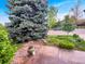 Landscaped front yard featuring a mature blue spruce tree and garden bed at 7217 S Zephyr Way, Littleton, CO 80128