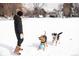 Personal playing fetch with two dogs on a snowy field at 115 W 2Nd Ave # 101, Denver, CO 80223
