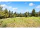 Expansive outdoor space with lush grass, mature trees, and scenic views at 187 Marion Dr, Evergreen, CO 80439