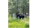 A large moose grazes in the grassy backyard, highlighting the property's unique wildlife and serene natural setting at 11798 Ridge Rd, Golden, CO 80403