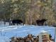 Two moose are present in the snowy backyard showing the beauty and wildlife in this natural Colorado setting at 11798 Ridge Rd, Golden, CO 80403