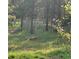 A fox is present in the grassy wooded backyard, showing the beauty and wildlife in this natural setting at 11798 Ridge Rd, Golden, CO 80403