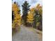Gravel driveway winds through the trees, showcasing the home's secluded mountain setting surrounded by aspen and pine trees at 11798 Ridge Rd, Golden, CO 80403