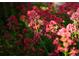 Vibrant view of bright pink flowers blooming at 3231 Oak St, Wheat Ridge, CO 80033