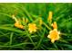 Close-up shot of beautiful yellow flowers in the garden at 3231 Oak St, Wheat Ridge, CO 80033