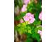 Beautiful pink rose is displayed with greenery at 3231 Oak St, Wheat Ridge, CO 80033