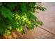 Closeup of lush green bushes at 3231 Oak St, Wheat Ridge, CO 80033