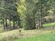 Two deer pictured in the trees in the home's backyard at 1366 Killington Ct, Evergreen, CO 80439